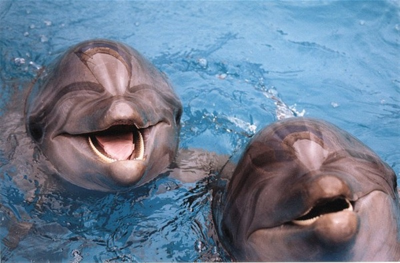 фотосессия для дельфина