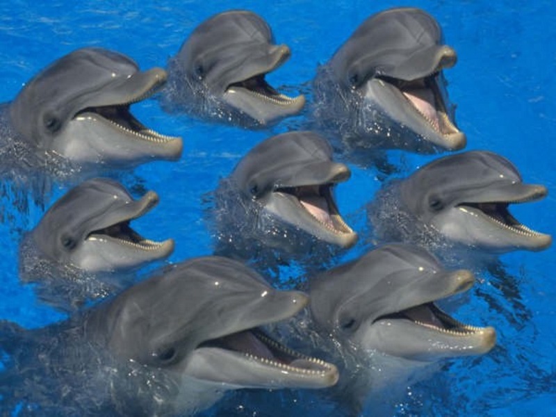 фотосессия для дельфина