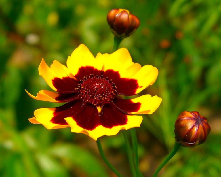 Кореопсис: посадка и выращивание прекрасного цветка для создания ярких и солнечных акцентов в саду