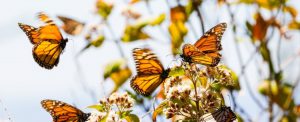 Знаменитые бабочки-монархи