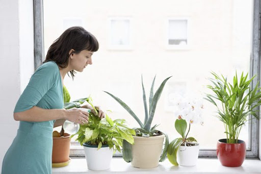 Как ухаживать за комнатными растениями